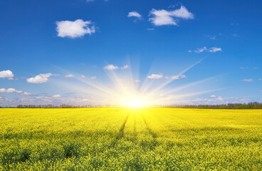 Yellow Rapeseed Field