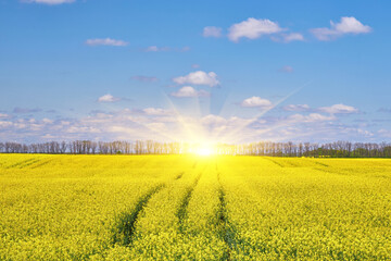 Rapeseed Field with Lone Cloud