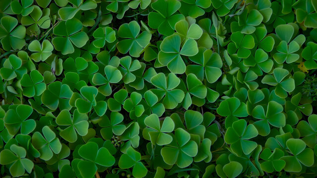 myths and symbolism of the four-leaf clover is endemic to Celtic traditions and may be seen transposed into the Celtic cross