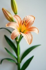 Fototapeta premium Daylily in full bloom on a clean white surface, flowerpower, botanical, blossoms