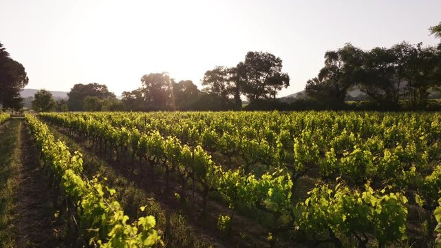 Golden sunlight illuminates lush vineyards in the countryside during early morning. The landscape showcases rows of grapevines, surrounded by trees and mountains in the distance.