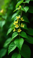 Fototapeta premium Long green leaves on a woody stem with clusters of yellowish-green flowers, green foliage, flowering vine, evergreen