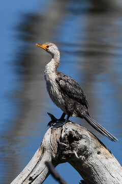 A Reed Cormorant (Microcarbo africanus) perched on a stem in Lake Nakuru, Kenya, surrounded by water reflections.&rdquo;