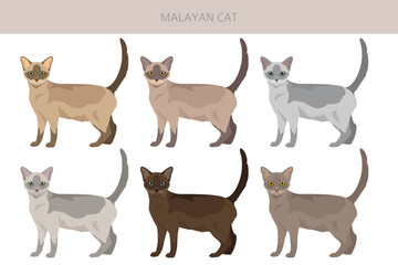 Malayan Cat clipart. Asian Cat, Burmese. All coat colors set.  All cat breeds characteristics infographic. Vector illustration