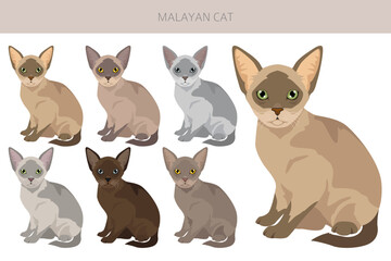 Malayan Cat clipart. Asian Cat, Burmese. All coat colors set.  All cat breeds characteristics infographic. Vector illustration