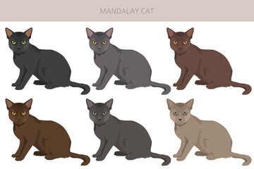 Mandalay Cat clipart. All coat colors set.  All cat breeds characteristics infographic. Vector illustration © a7880ss