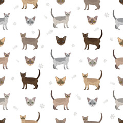 Malayan Cat clipart. Asian Cat, Burmese. All coat colors set.  All cat breeds characteristics infographic. Vector illustration