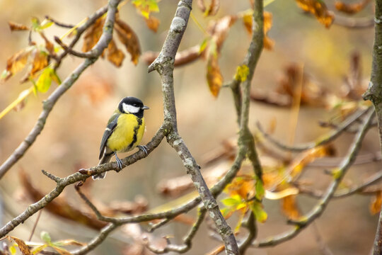 Great tit in autumn. Parus major.