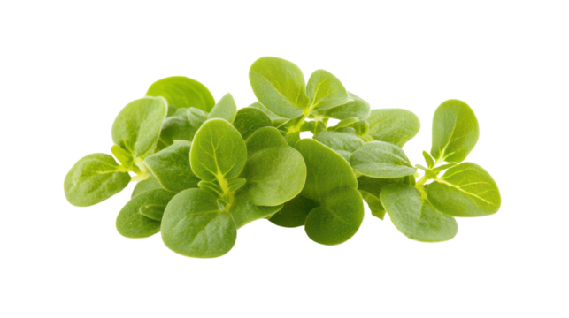 Fresh green lettuce leaves, vibrant crisp texture, perfect for salads or healthy dishes, with plenty of space for text. Isolated on white background or PNG