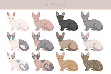 Minskin Cat clipart. Munchkin, Burmese, Sphynx, Devon Rex cross. All coat colors set.  All cat breeds characteristics infographic. Vector illustration