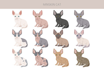 Minskin Cat clipart. Munchkin, Burmese, Sphynx, Devon Rex cross. All coat colors set.  All cat breeds characteristics infographic. Vector illustration