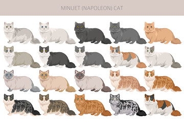 Minuet Cat clipart. Munchkin and Persian mix cross. Napoleon Cat. All coat colors set.  All cat breeds characteristics infographic. Vector illustration
