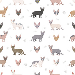 Minskin Cat clipart. Munchkin, Burmese, Sphynx, Devon Rex cross. All coat colors set.  All cat breeds characteristics infographic. Vector illustration