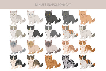 Fototapeta premium Minuet Cat clipart. Munchkin and Persian mix cross. Napoleon Cat. All coat colors set. All cat breeds characteristics infographic. Vector illustration