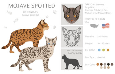 Naklejka premium Mojave Spotted Cat clipart. Bengsl and American polydactyil mix cross. All coat colors set. All cat breeds characteristics infographic. Vector illustration