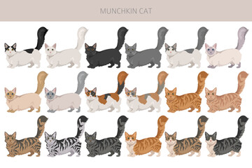 Munchkin Cat clipart. All coat colors set.  All cat breeds characteristics infographic. Vector illustration