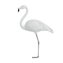 Obraz premium Elegant White Flamingo Standing Gracefully in Nature