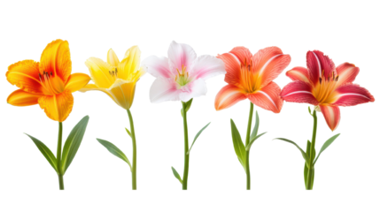 Colorful blooming flowers, vibrant mix of orange, yellow, pink and red blossoms, fresh spring vibes, ideal for floral designs. Isolated on white background or PNG