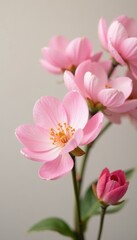Obraz premium Soft pink flowers against a neutral background, spring, focus, flowers