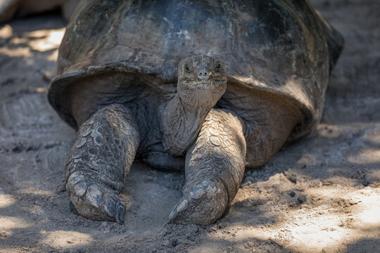 Aldabra giant tortoise (Aldabrachelys gigantea) in its natural habitat on a sandy beach in Seychelles.