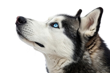 Obraz premium Majestic Siberian Husky with Striking Blue Eyes Looking Upward in Profile against Black Background
