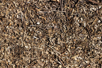 Fototapeta premium Debris from dry branches and forest debris on the ground