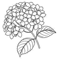 Hydrangea Flower Outline Drawing: Detailed Botanical Illustration of Blooming Hydrangea for Coloring Pages and Educational Resources