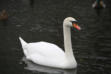 Fototapeta premium A white swan floating on the dark water.
