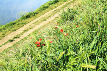 Spring shore. Bright scarlet poppies break through the thick green grass on the slope by the river.