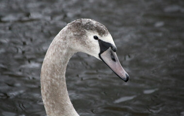 Portrait of a young swan against the water.