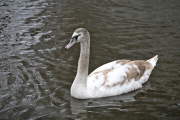 A young swan floating on the water.