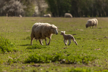 Sheep with a lamb in a green field (spring image)