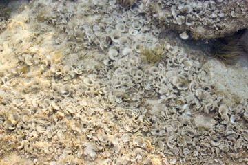 small brown algae Padina pavonica