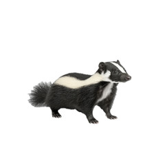 Naklejka premium Playful Badger in Nature Setting