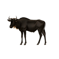 Obraz premium Black Cow Standing on White Background