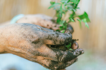 hands holding young plant with soil..