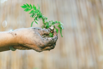 hands holding young plant with soil..
