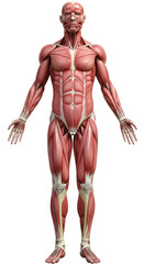 Isolated Detailed Anatomical Model of Human Muscle Structure