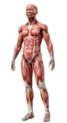 Isolated Detailed Human Muscle Structure Anatomy