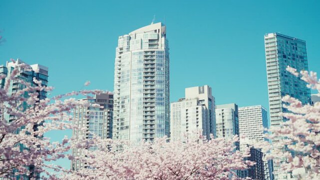 Cherry Blossoms in Full Bloom Against Urban Skyscrapers
