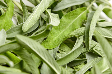 Close-up image of fresh sage leaves, highlighting their intricate texture and vibrant green color. Ideal for culinary, herbal, or natural themes