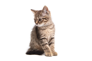 Cute tabby kitten sitting, gazing downward with perked ears and striped fluffy fur. The calm posture and whiskers highlight curiosity and innocence