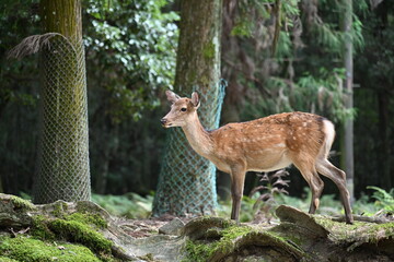 春日大社の鹿