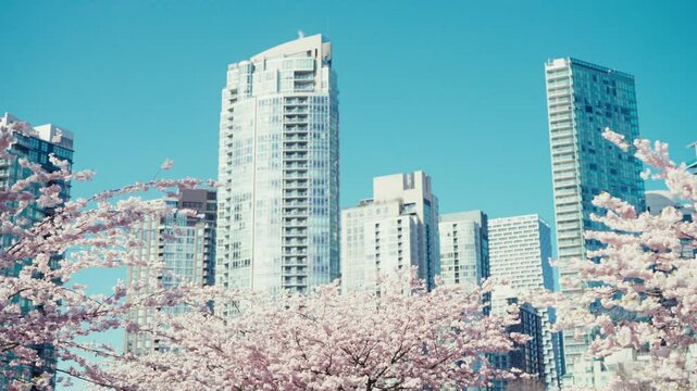 Urban Spring Scene with Cherry Blossoms and Skyscrapers