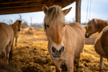 The Fjord horse or Norwegian Fjord Horse. Horse in a stable eating hay