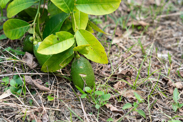 Lemon fruits at the end of a lemon branch are so heavy that they are leaning down to the ground.
