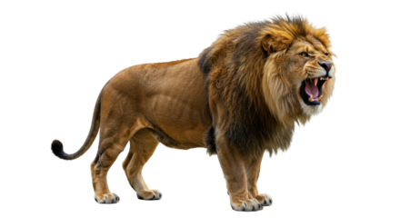 Isolated Roaring Lion with Sharp Teeth Showing