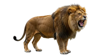 Verduisterende gordijnen Isolated Roaring Lion with Sharp Teeth Showing © Florin
