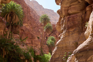 Palm trees and desert vegetation growing in Wadi Ghuweir canyon, Jordan. Natural contrast between lush plants and arid sandstone environment © Artur Nyk