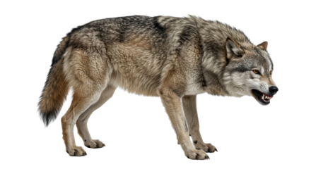 Isolated Standing Snarling Wolf with Bared Teeth